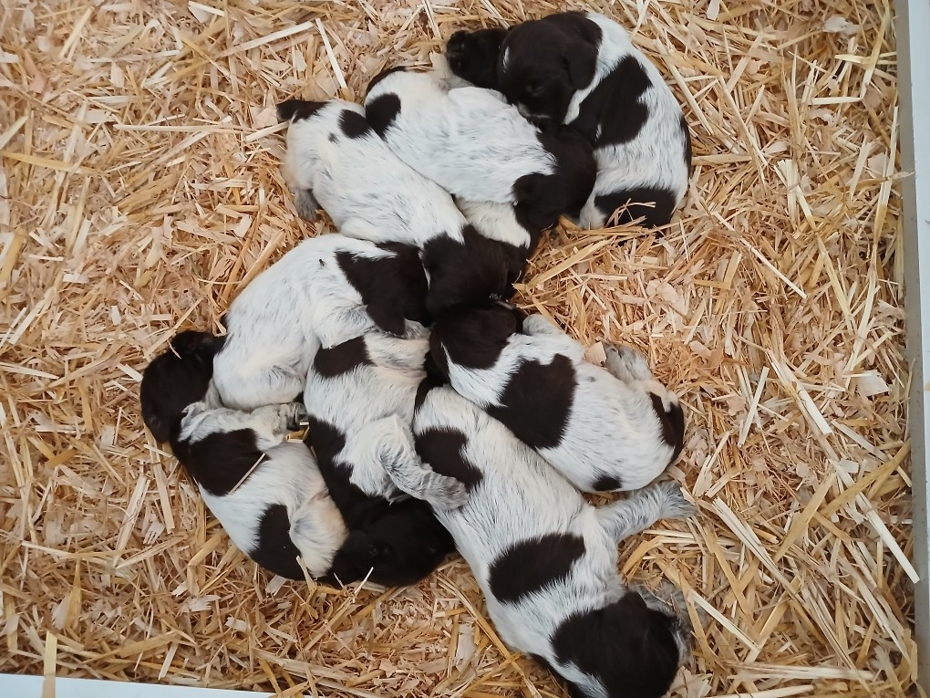 Confirmation de gestation pour Sally!