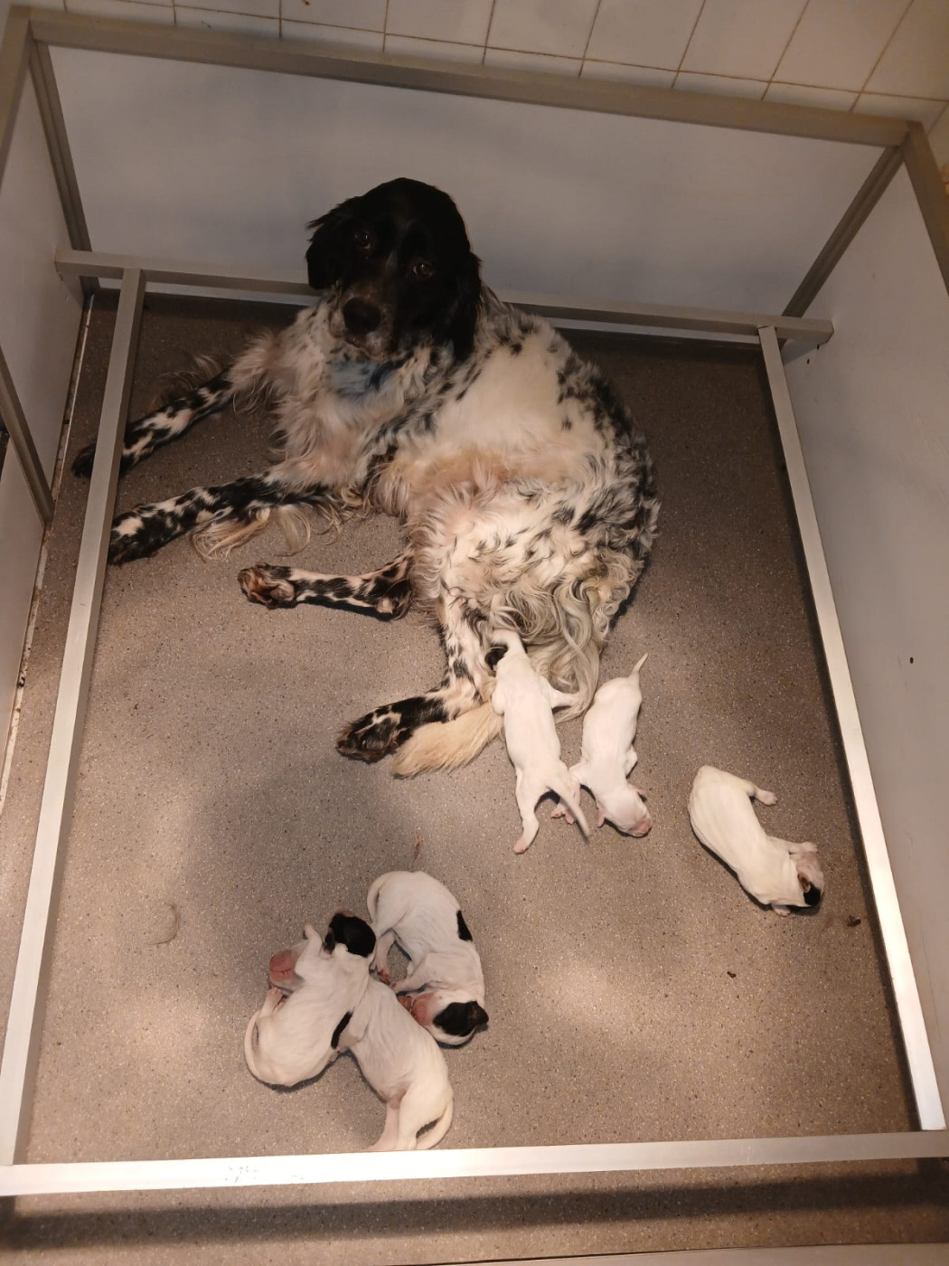 Ledonensis - Setter Anglais - Portée née le 01/01/2026