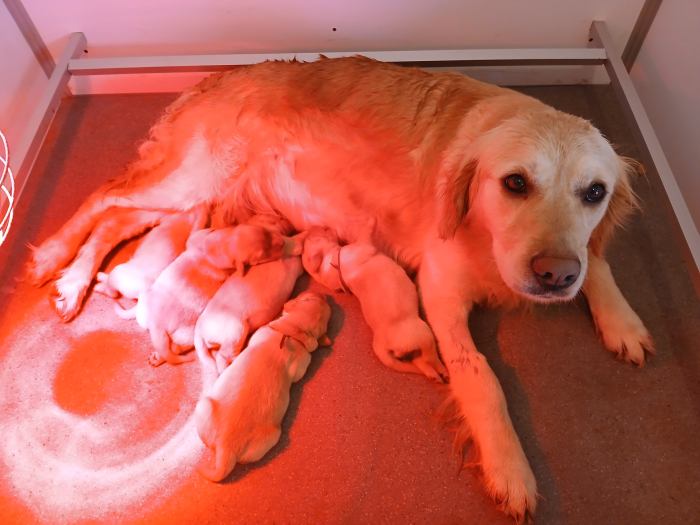 Ledonensis - Golden Retriever - Portée née le 23/01/2026