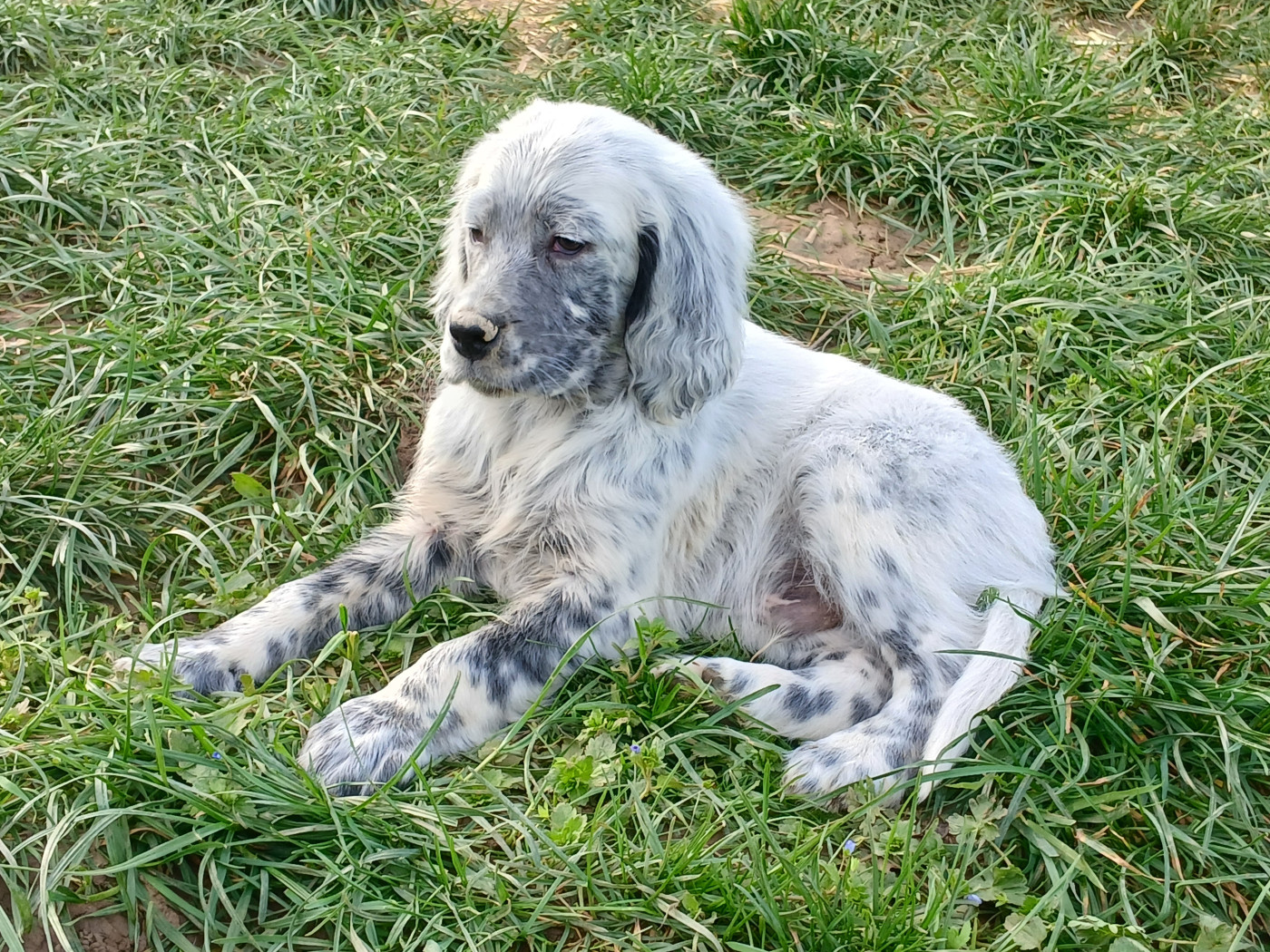 Ledonensis - Chiots disponibles - Setter Anglais