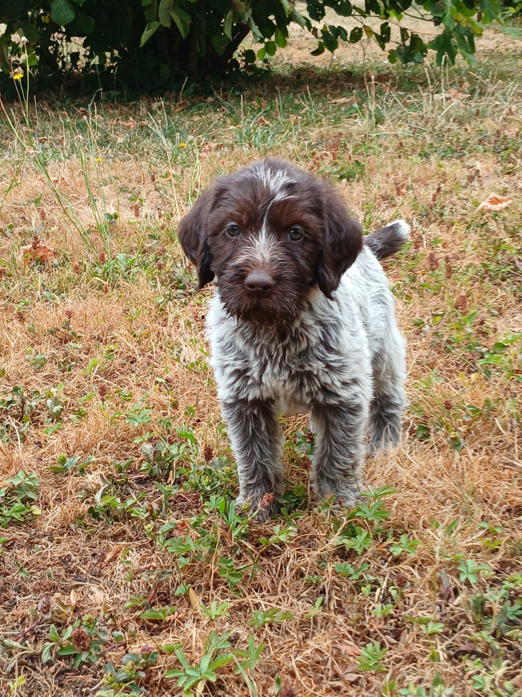 Ledonensis - Chiots disponibles - Griffon d'arrêt à poil dur Korthals