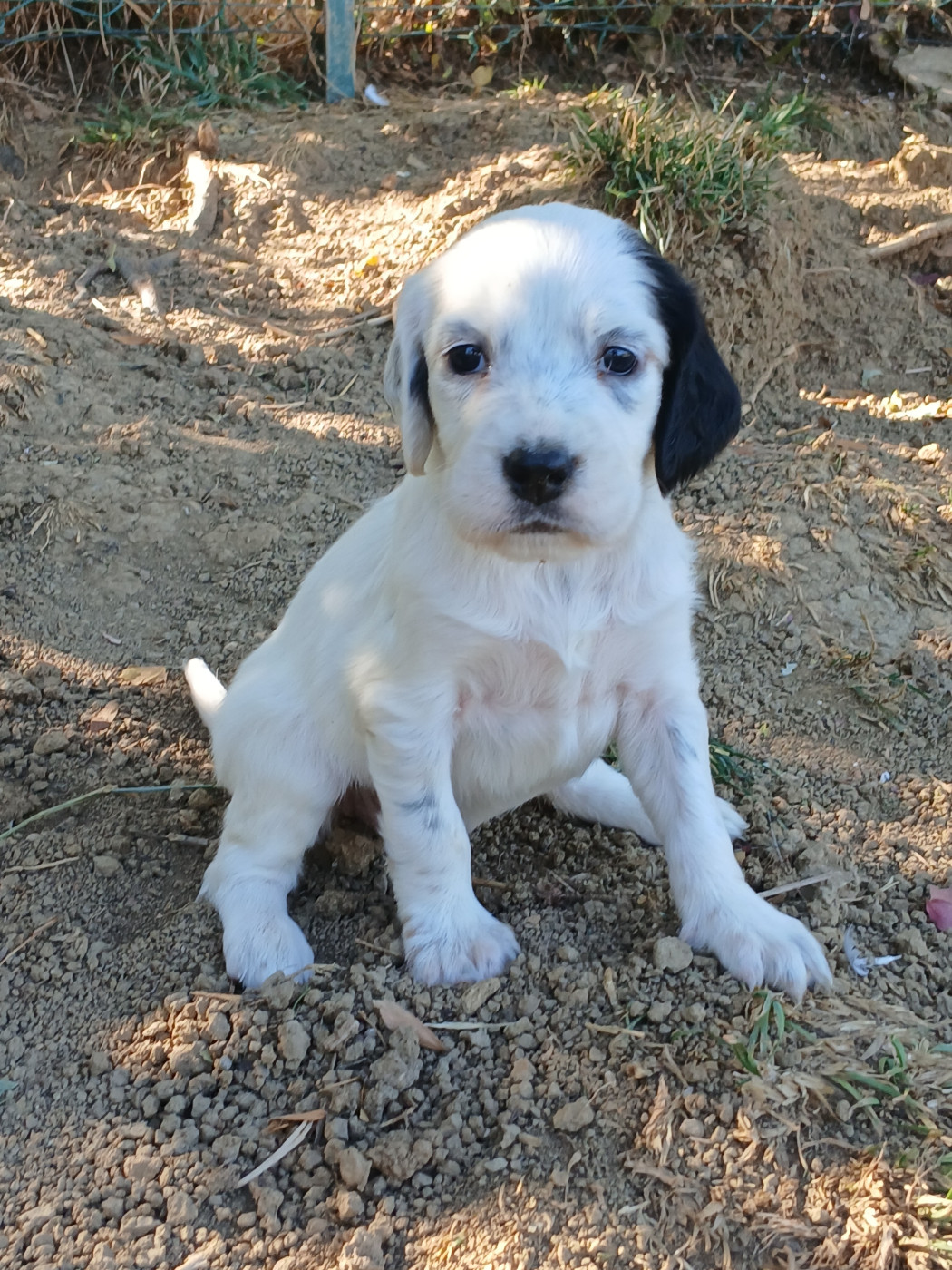 Ledonensis - Chiots disponibles - Setter Anglais