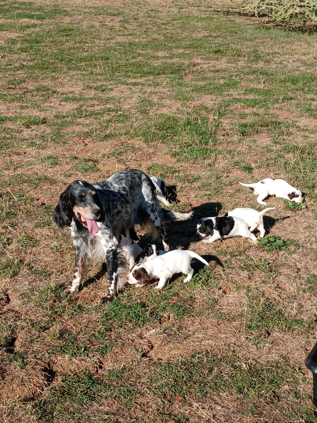 Ledonensis - Setter Anglais - Portée née le 28/08/2026