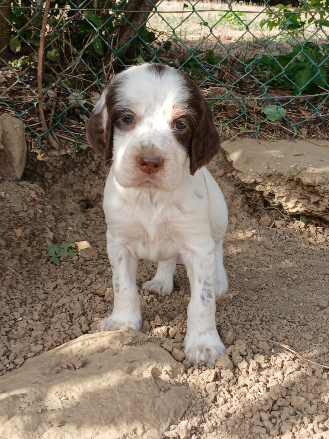 Ledonensis - Chiots disponibles - Setter Anglais