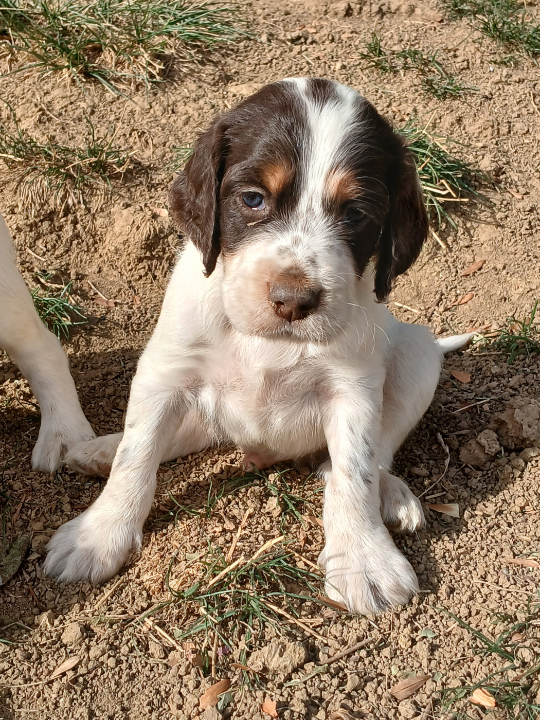 Ledonensis - Chiots disponibles - Setter Anglais