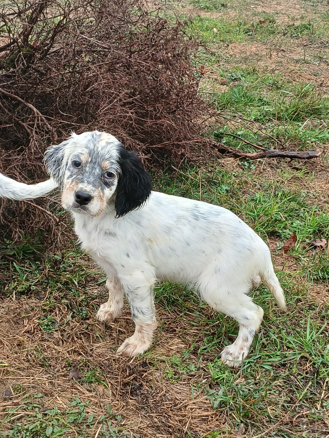 Ledonensis - Chiots disponibles - Setter Anglais