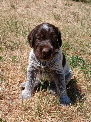 Billy