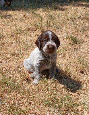 Bosco